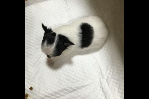成約済の香川県のチワワ-12737の1枚目