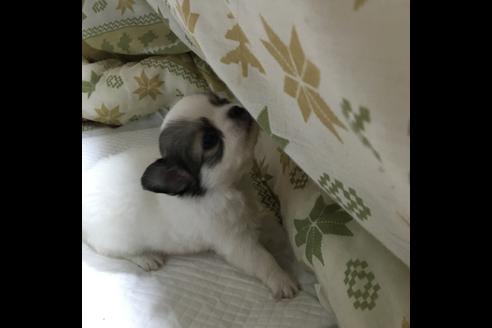 成約済の香川県のチワワ-12736の3枚目