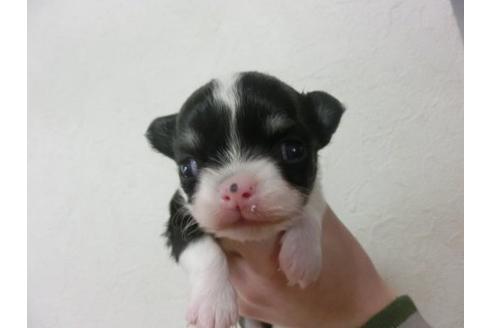 成約済の福岡県のチワワ-13159の2枚目