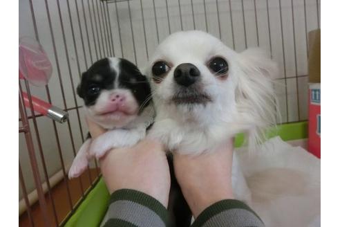 成約済の福岡県のチワワ-13159の3枚目