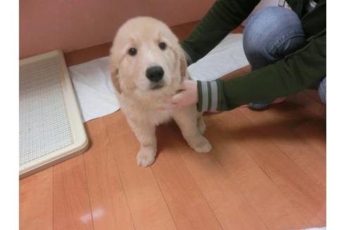 成約済の福岡県のゴールデンレトリーバー-13160の1枚目