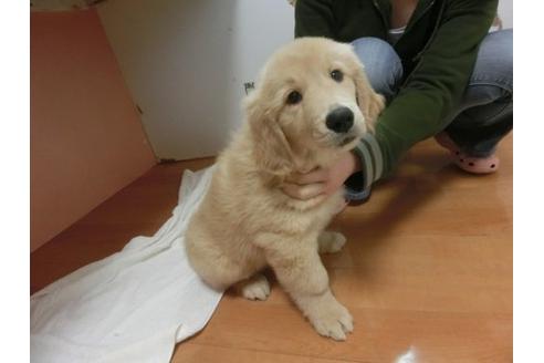 成約済の福岡県のゴールデンレトリーバー-13160の2枚目