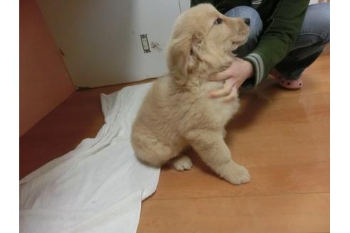 成約済の福岡県のゴールデンレトリーバー-13160の3枚目