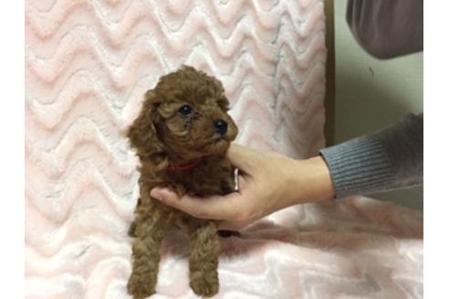 成約済の福岡県のトイプードル-13163の2枚目