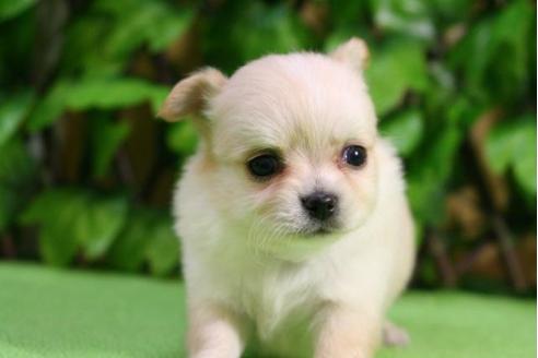 成約済の京都府のチワワ-13200の4枚目