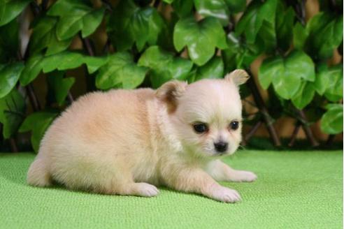 成約済の京都府のチワワ-13200の1枚目