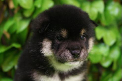 成約済の京都府の柴犬-13204の4枚目