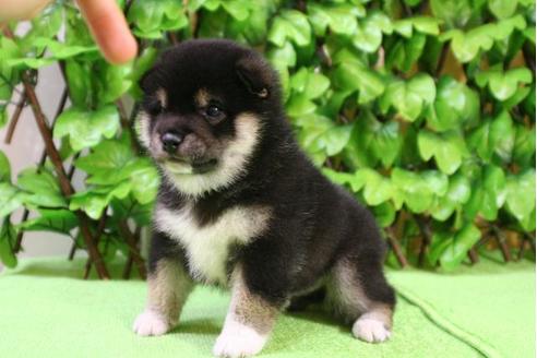 成約済の京都府の柴犬-13204の2枚目