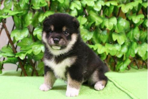 成約済の京都府の柴犬-13204の1枚目