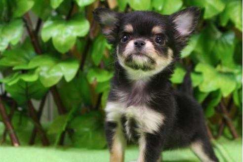 成約済の京都府のチワワ-13205の4枚目