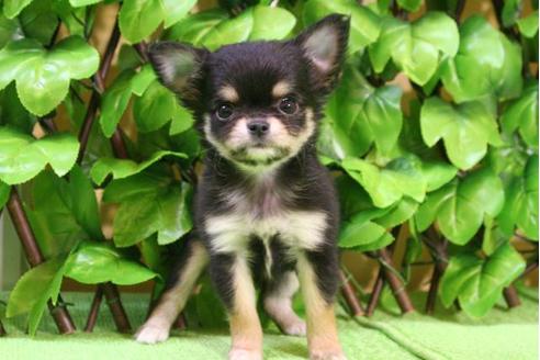 成約済の京都府のチワワ-13205の3枚目