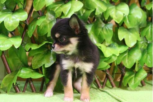 成約済の京都府のチワワ-13205の2枚目