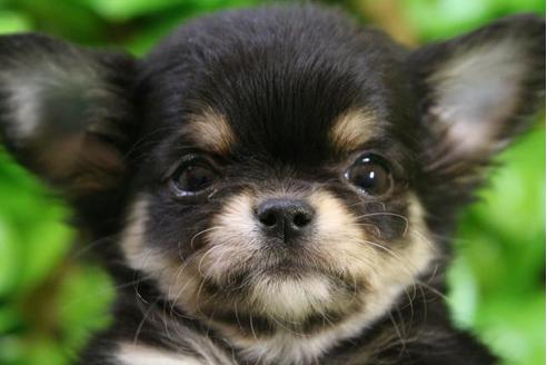 成約済の京都府のチワワ-13205の1枚目