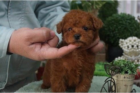 成約済の京都府のトイプードル-13207の2枚目