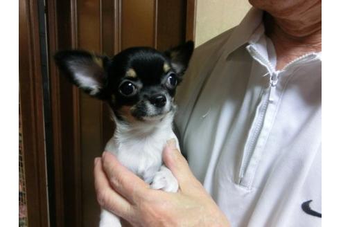 成約済の京都府のチワワ-13209の2枚目