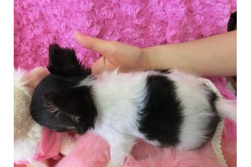 成約済の京都府のチワワ-13209の1枚目