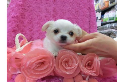 成約済の京都府のチワワ-13210の1枚目