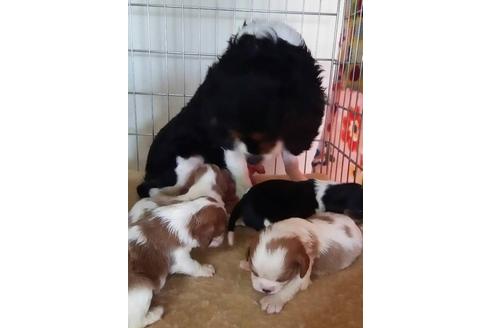 成約済の愛知県のキャバリアキングチャールズスパニエル-13211の2枚目