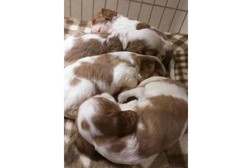 成約済の愛知県のキャバリアキングチャールズスパニエル-13215の1枚目