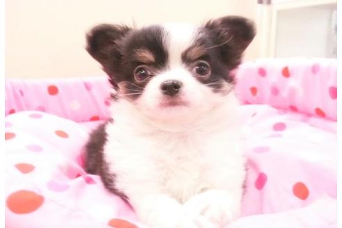 成約済の大阪府のチワワ-13231の1枚目