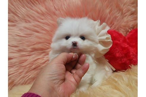 成約済の愛知県のミックス犬-13244の5枚目