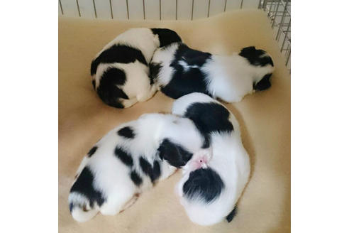 成約済の愛知県の狆 (チン)-13263の3枚目