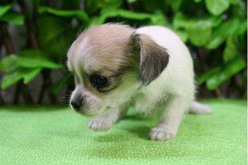 成約済の京都府のチワックス:チワワ×ミニチュアダックスフンド-13269の5枚目