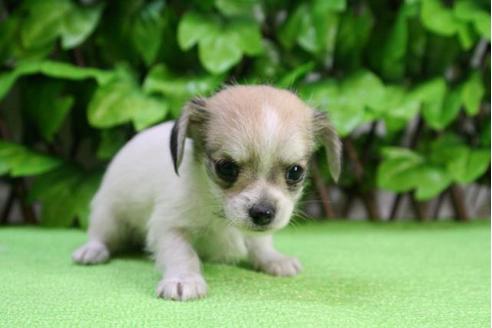 成約済の京都府のチワックス:チワワ×ミニチュアダックスフンド-13269の4枚目