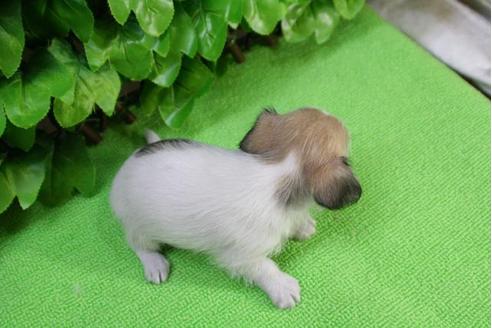 成約済の京都府のチワックス:チワワ×ミニチュアダックスフンド-13269の3枚目