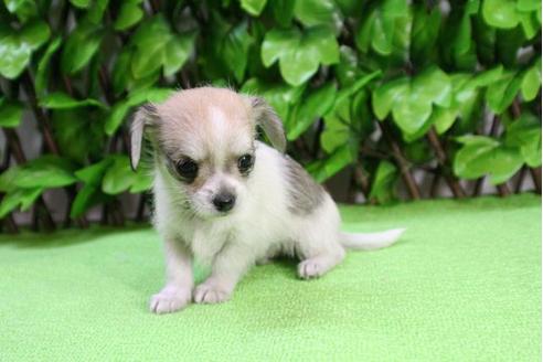 成約済の京都府のチワックス:チワワ×ミニチュアダックスフンド-13269の1枚目