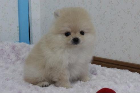 成約済の岡山県のポメラニアン-13326の3枚目