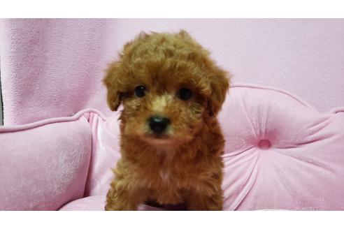 成約済の埼玉県のマルプー:マルチーズ×トイプードル-13334の1枚目