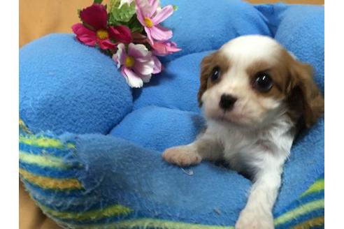 成約済の栃木県のキャバリアキングチャールズスパニエル-13349の1枚目