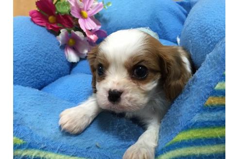 成約済の栃木県のキャバリアキングチャールズスパニエル-13349の3枚目