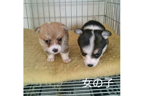 成約済の愛知県のウェルシュコーギーペンブローク-13104の2枚目