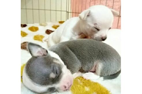 成約済の愛知県のチワワ-13351の2枚目