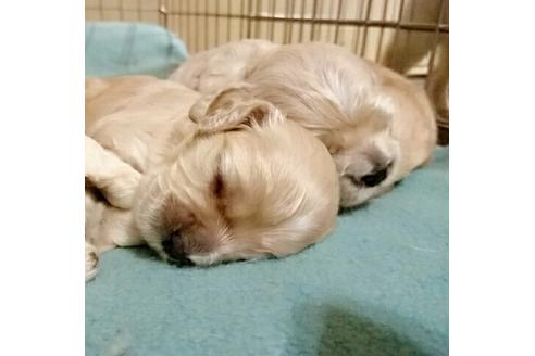 成約済の愛知県のアメリカンコッカースパニエル-13352の2枚目