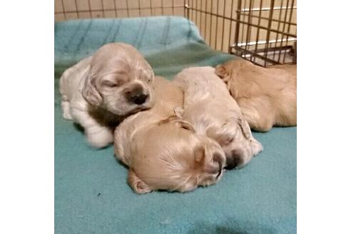 成約済の愛知県のアメリカンコッカースパニエル-13353の1枚目
