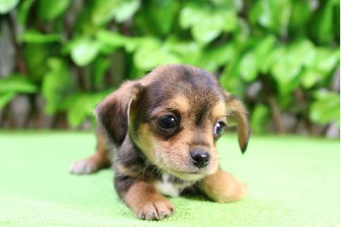 成約済の京都府のチワックス:チワワ×ミニチュアダックスフンド-13370の5枚目