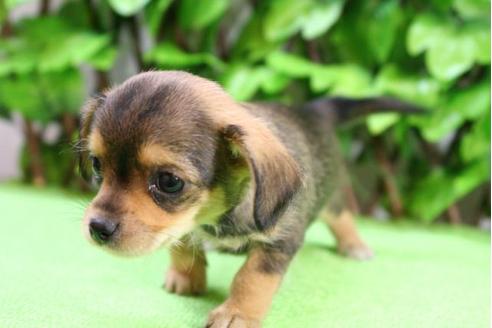 成約済の京都府のチワックス:チワワ×ミニチュアダックスフンド-13370の4枚目