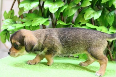 成約済の京都府のチワックス:チワワ×ミニチュアダックスフンド-13370の3枚目