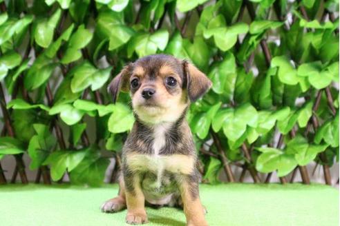 成約済の京都府のチワックス:チワワ×ミニチュアダックスフンド-13370の2枚目