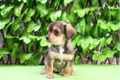 成約済の京都府のチワックス:チワワ×ミニチュアダックスフンド-13370の1枚目