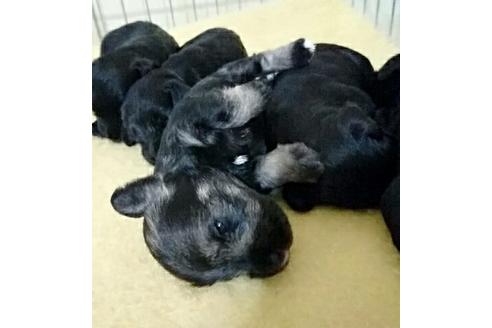 成約済の愛知県のミニチュアシュナウザー-13385の3枚目