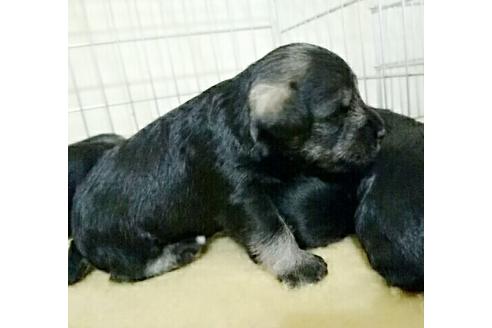 成約済の愛知県のミニチュアシュナウザー-13385の2枚目