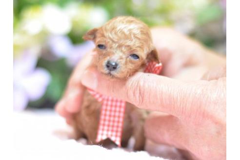 成約済の埼玉県のトイプードル-13173の1枚目
