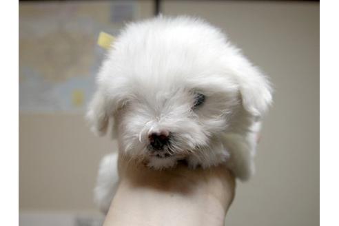 成約済の埼玉県のマルチーズ-12356の1枚目