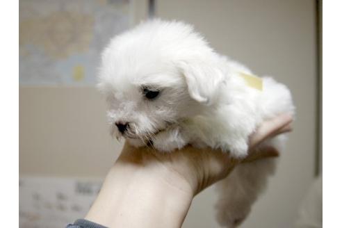 成約済の埼玉県のマルチーズ-12356の3枚目