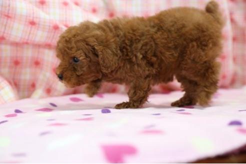 成約済の大分県のトイプードル-12694の2枚目