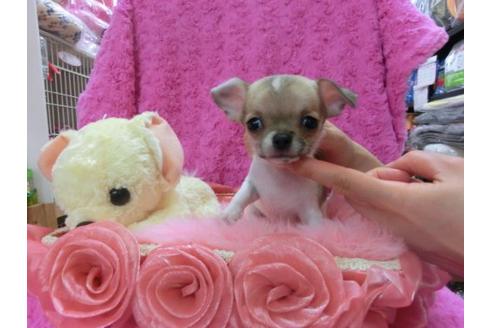 成約済の京都府のチワワ-13464の1枚目